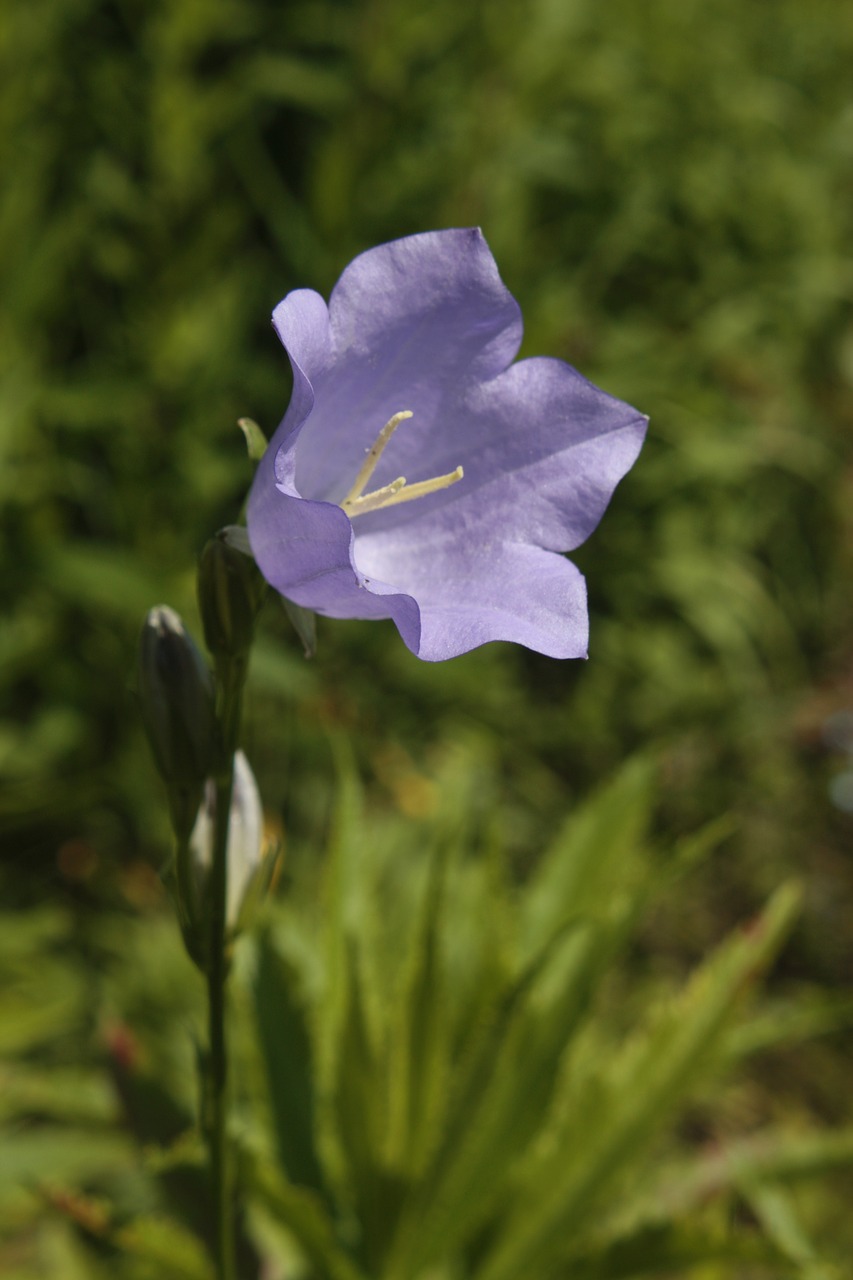 blossom bloom bellflower free photo