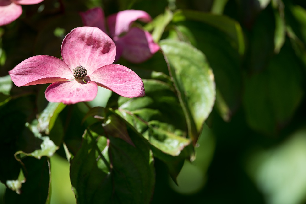 blossom bloom pink free photo