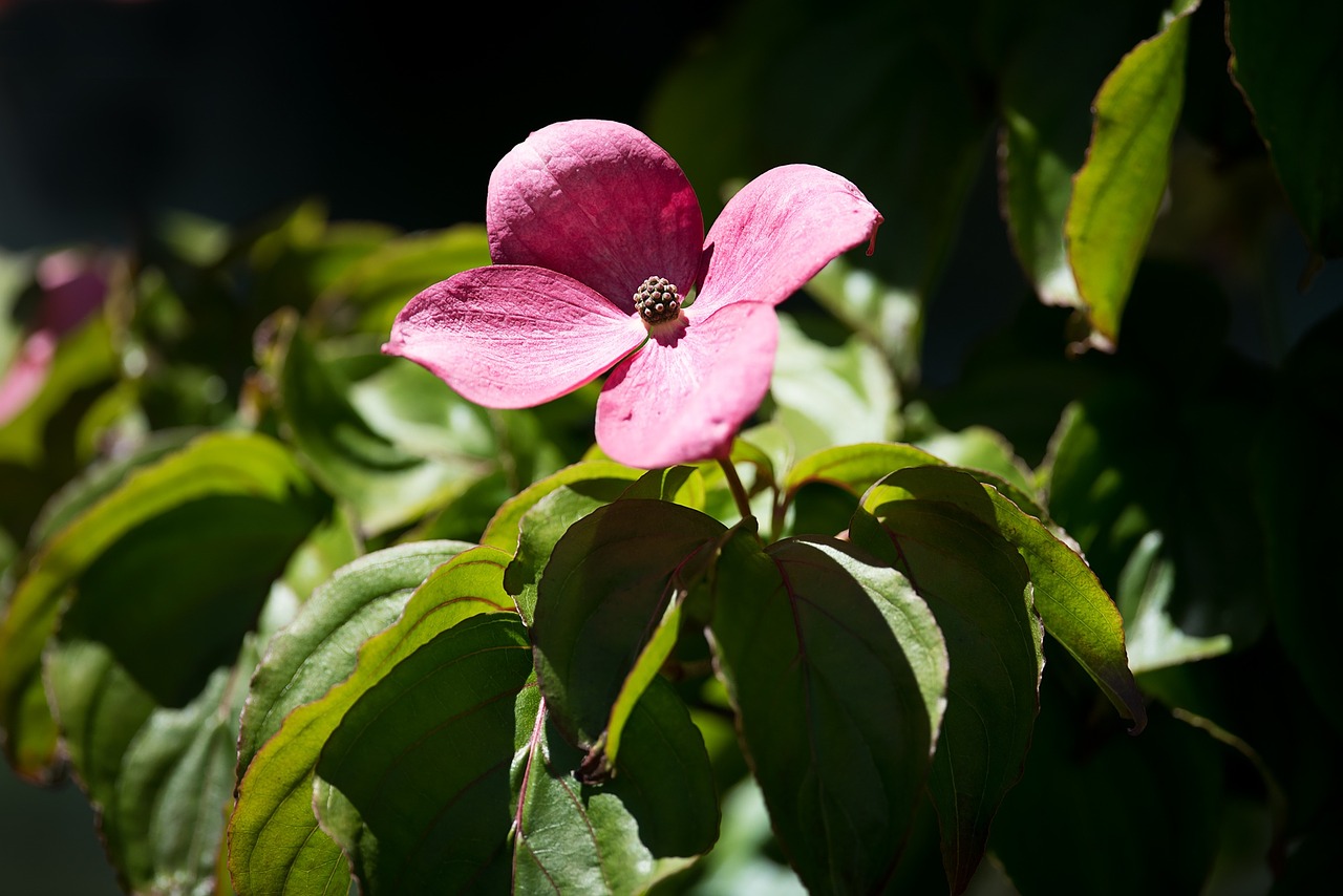 blossom bloom pink free photo