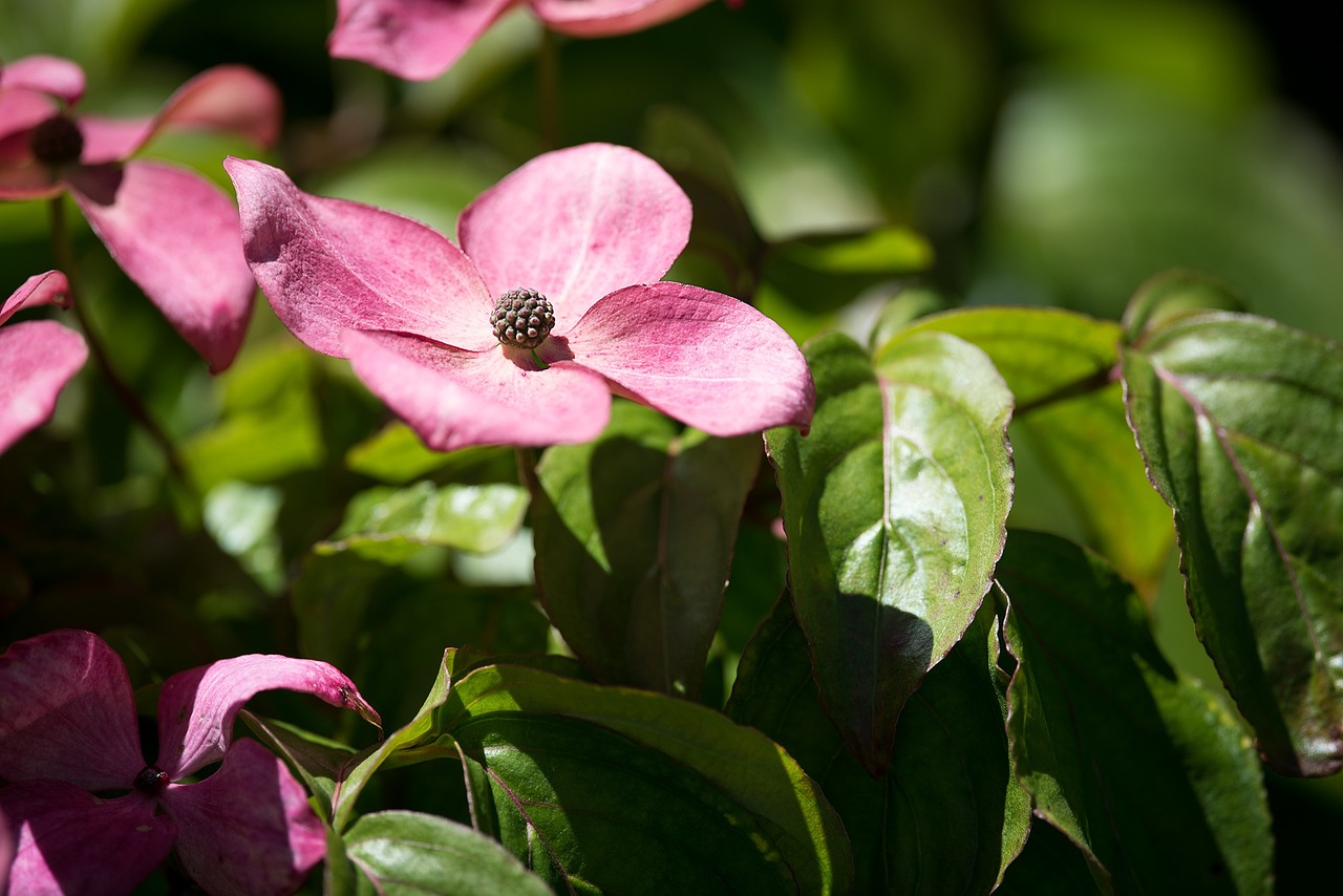 blossom bloom pink free photo