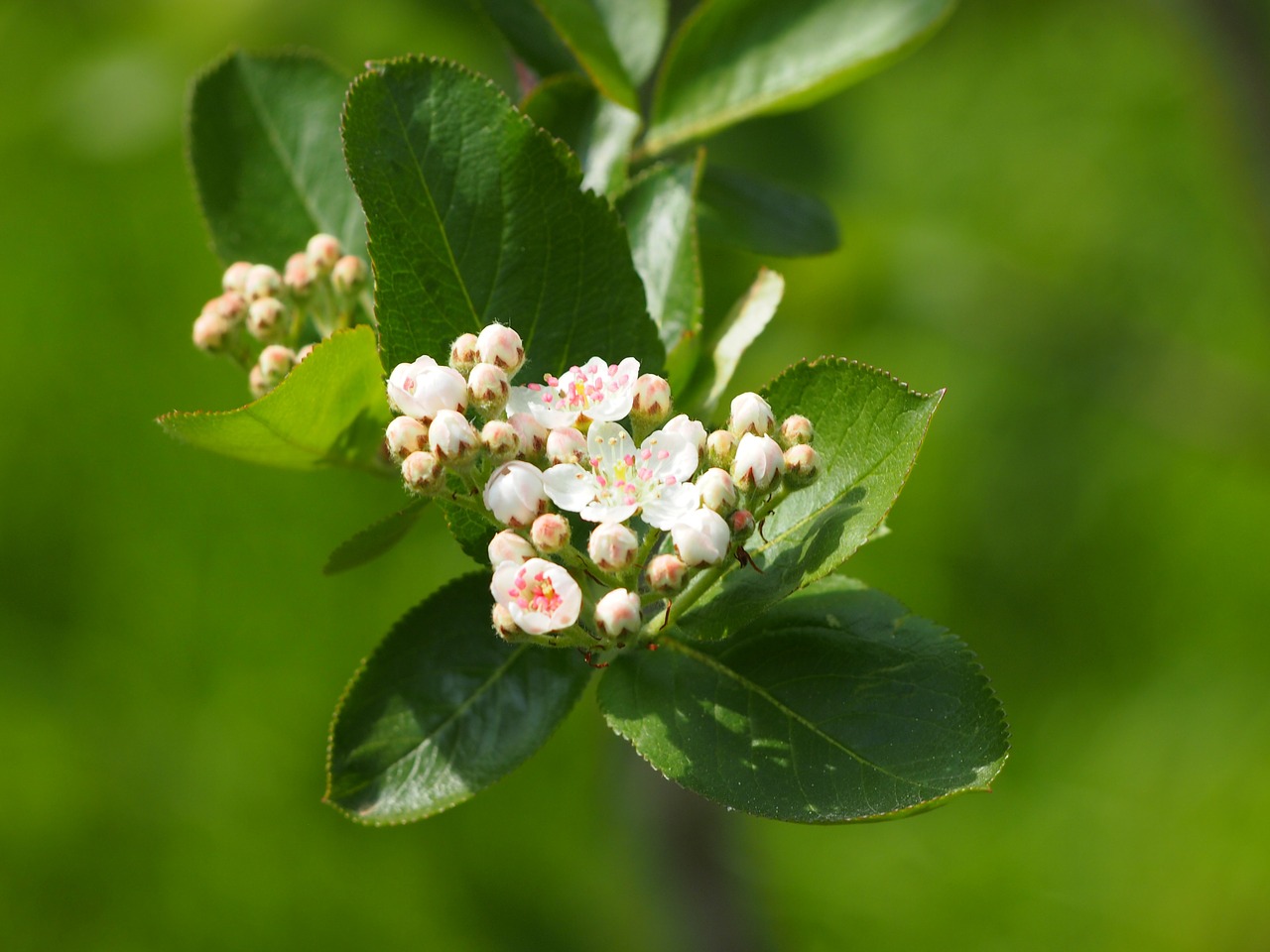 blossom bloom bush free photo