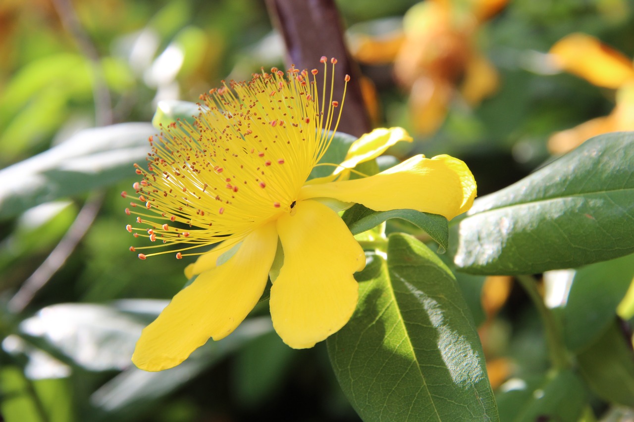 blossom bloom yellow free photo