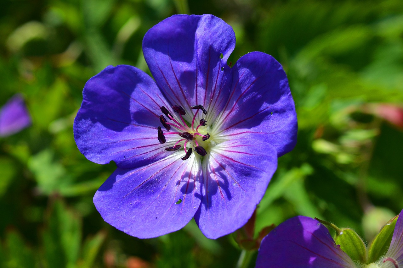 cranesbill geranium blossom free photo