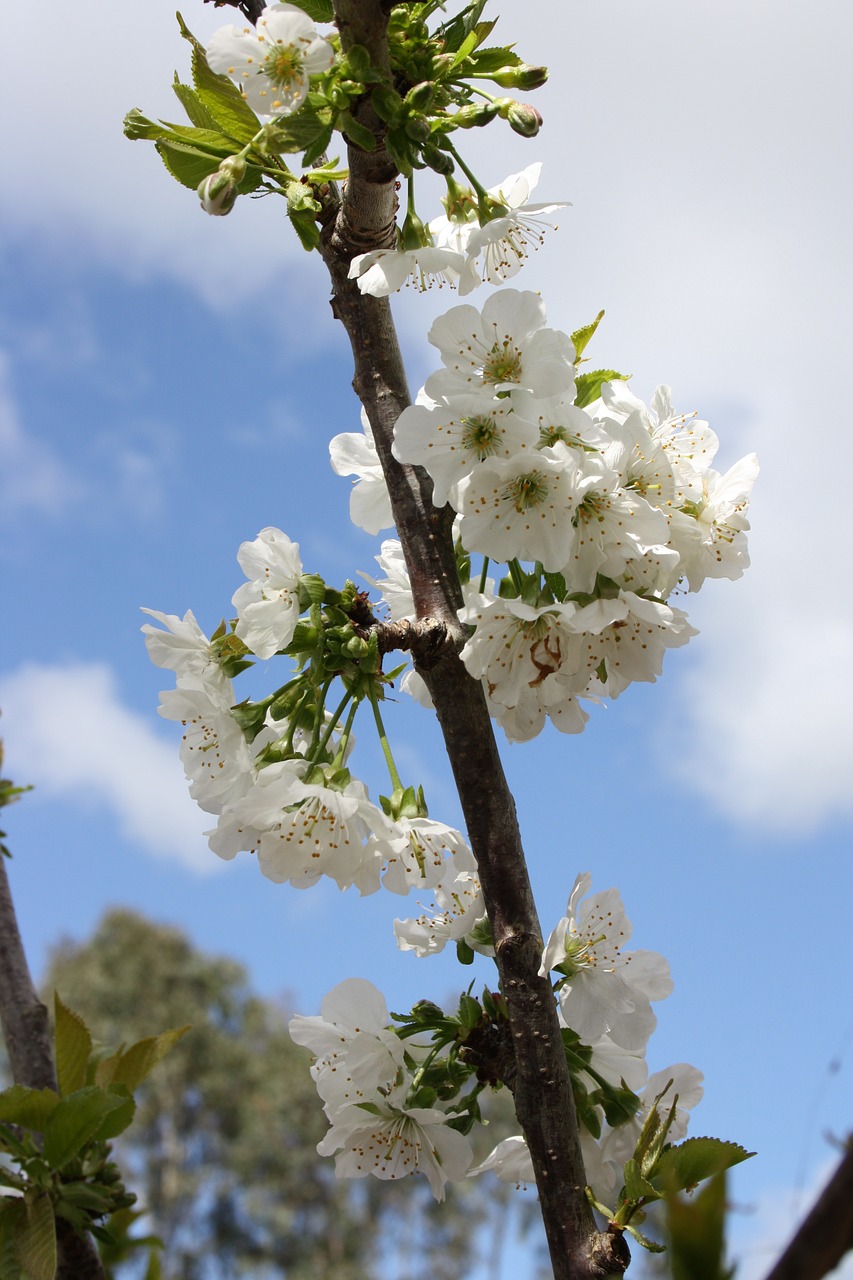 blossom fruit free flower free photo