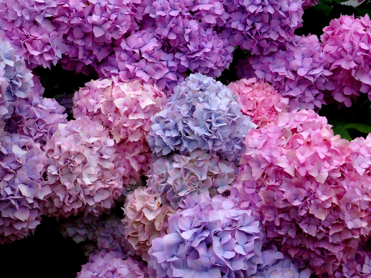 blossom bloom hydrangea free photo