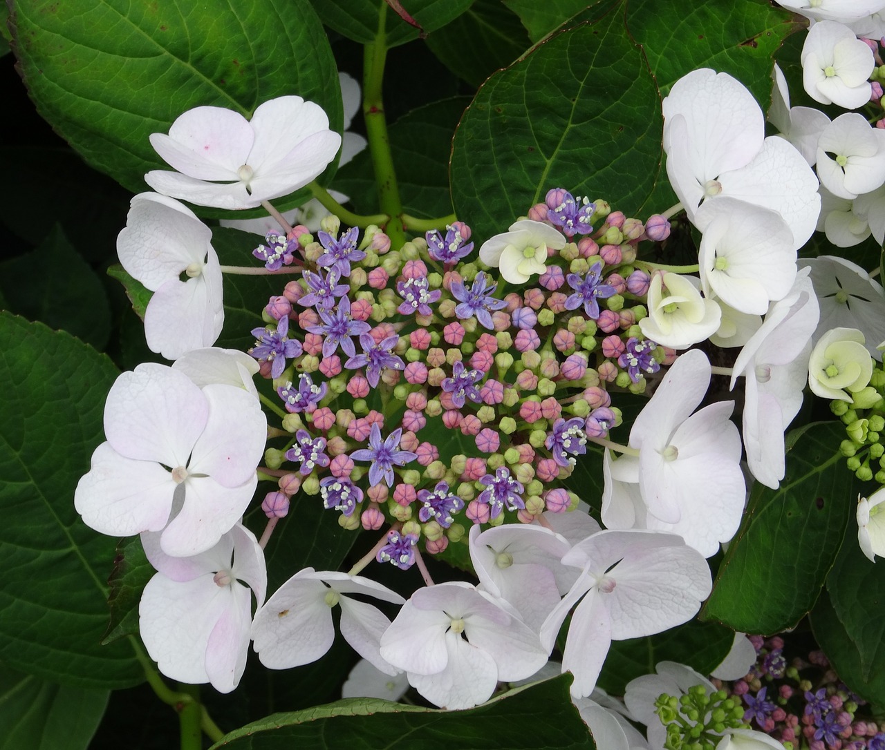 blossom bloom hydrangea free photo