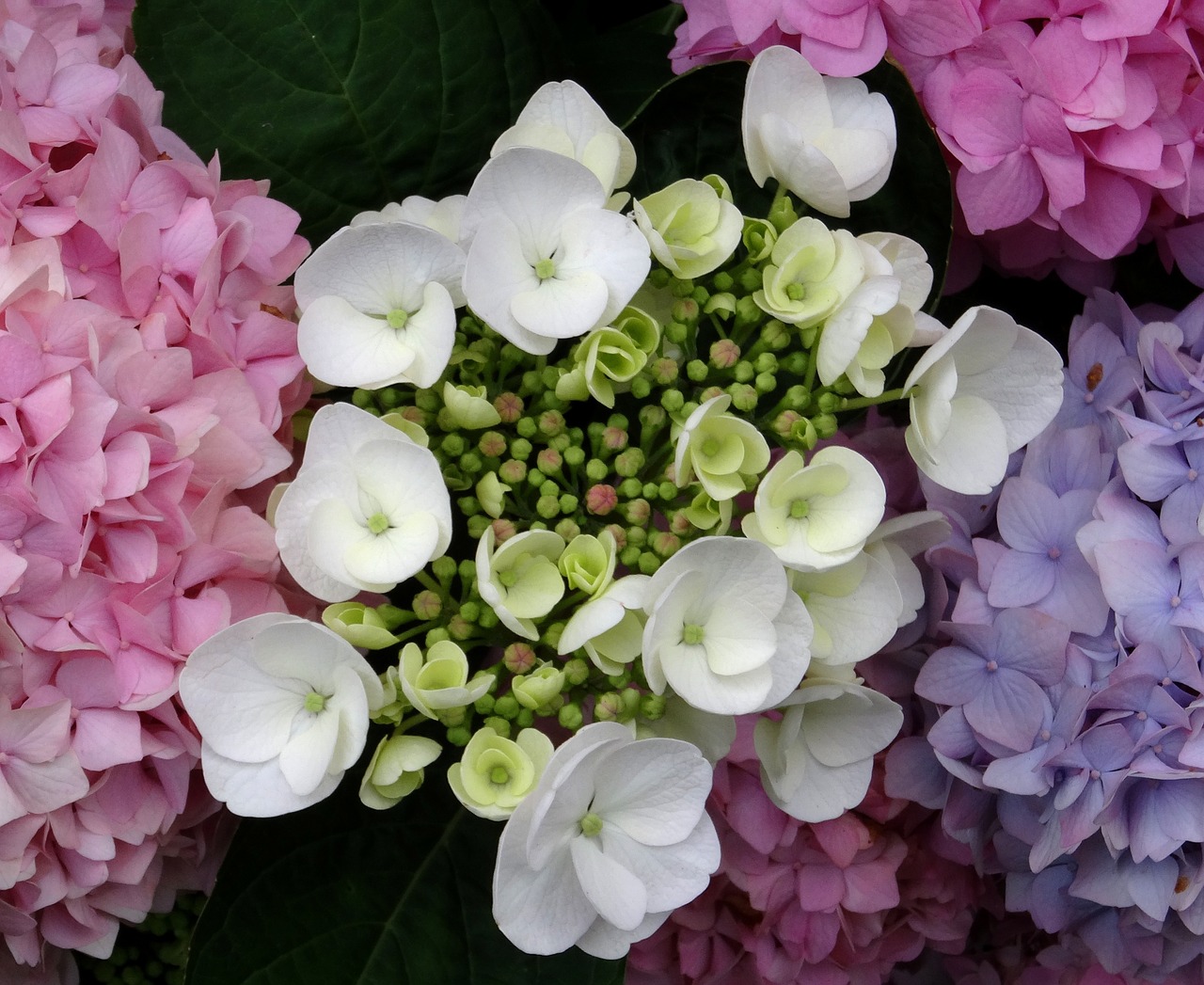 blossom bloom hydrangea free photo