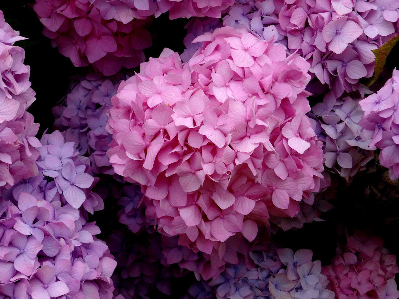 blossom bloom hydrangea free photo