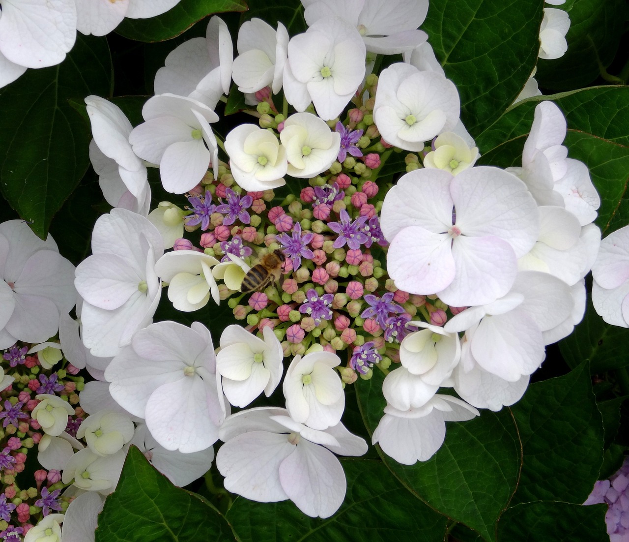 blossom bloom hydrangea free photo