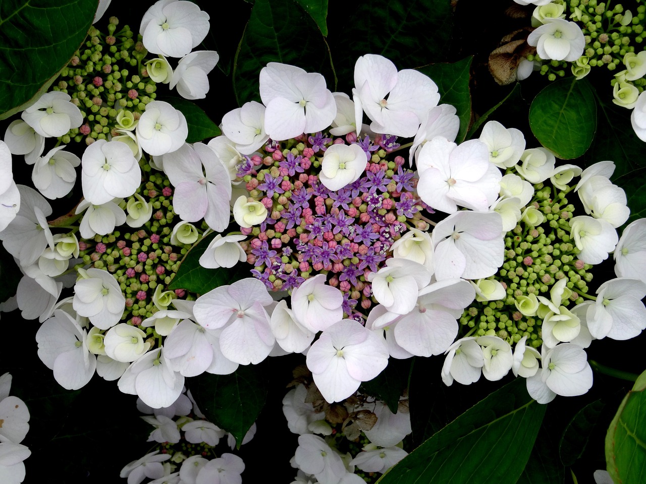 blossom bloom hydrangea free photo