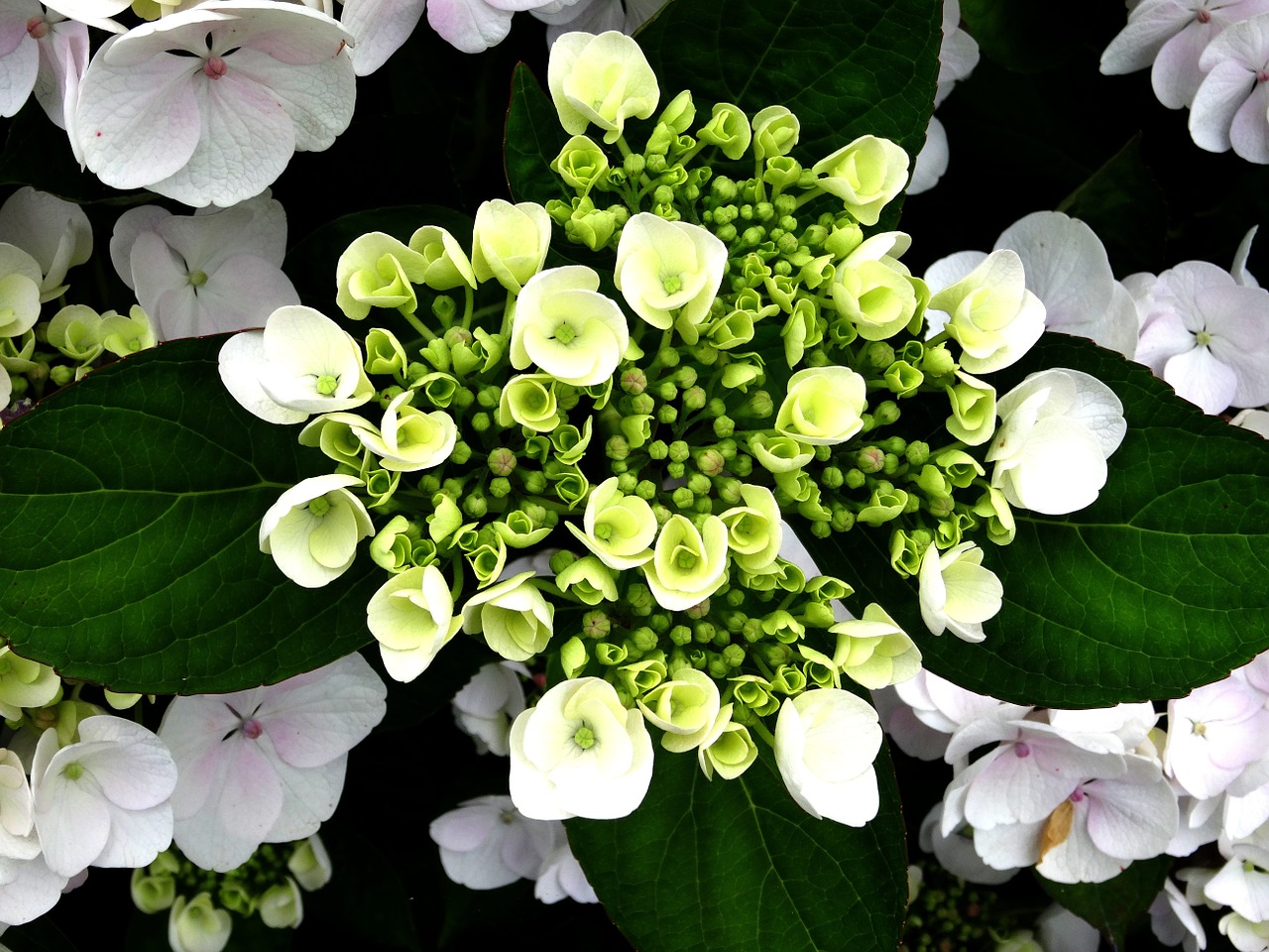 blossom bloom hydrangea free photo