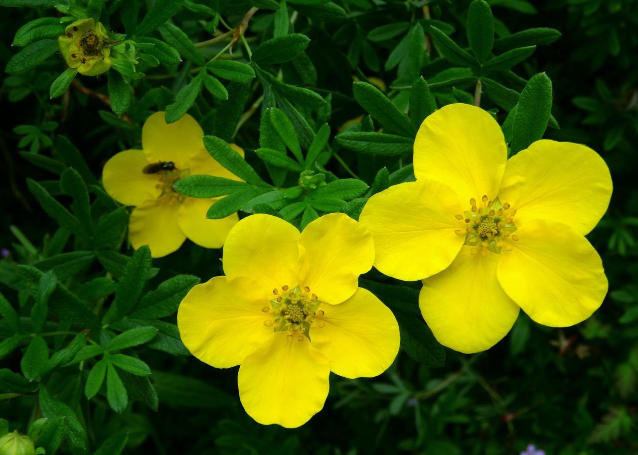 blossom bloom finger shrub free photo