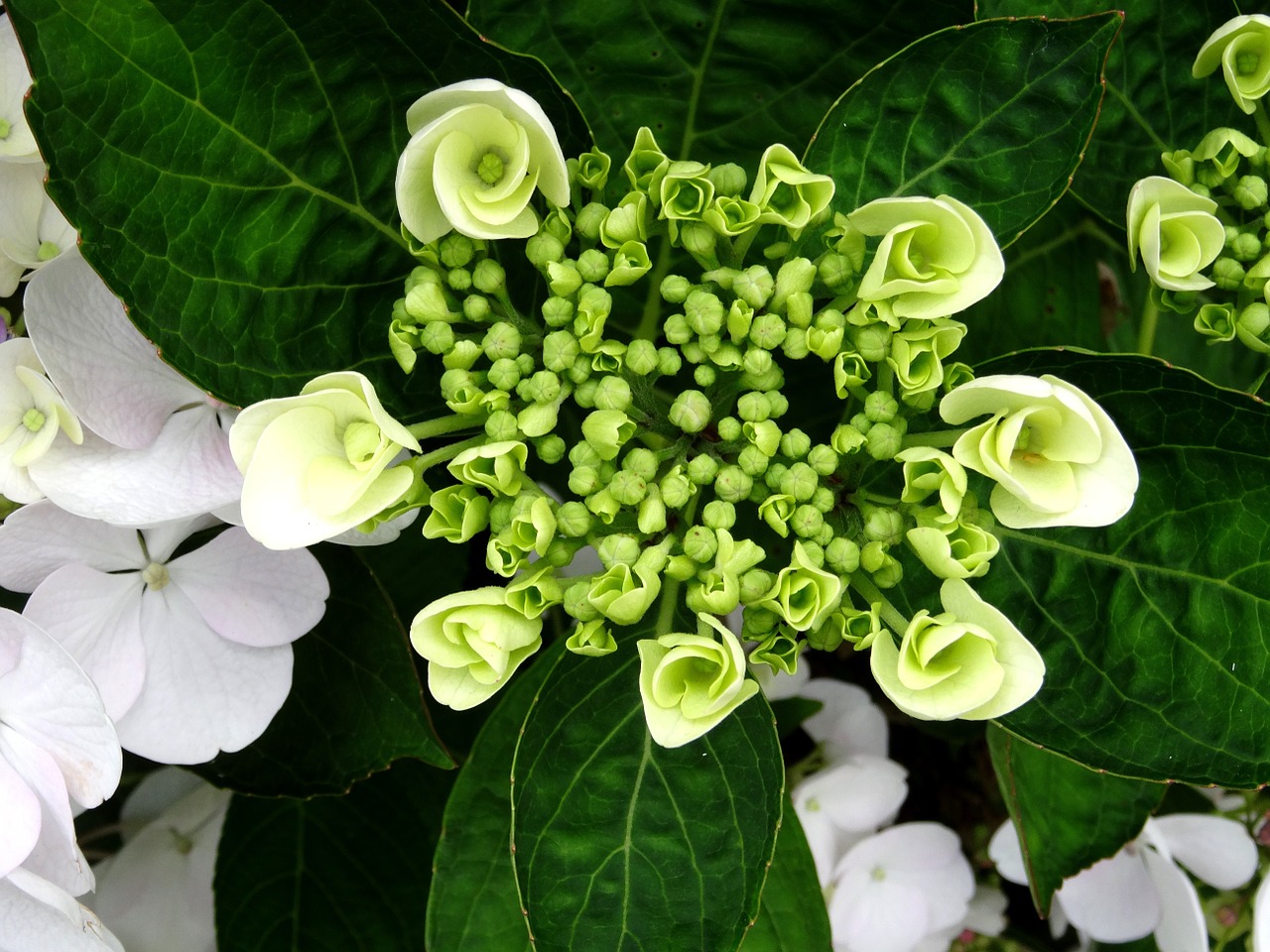 blossom bloom hydrangea free photo