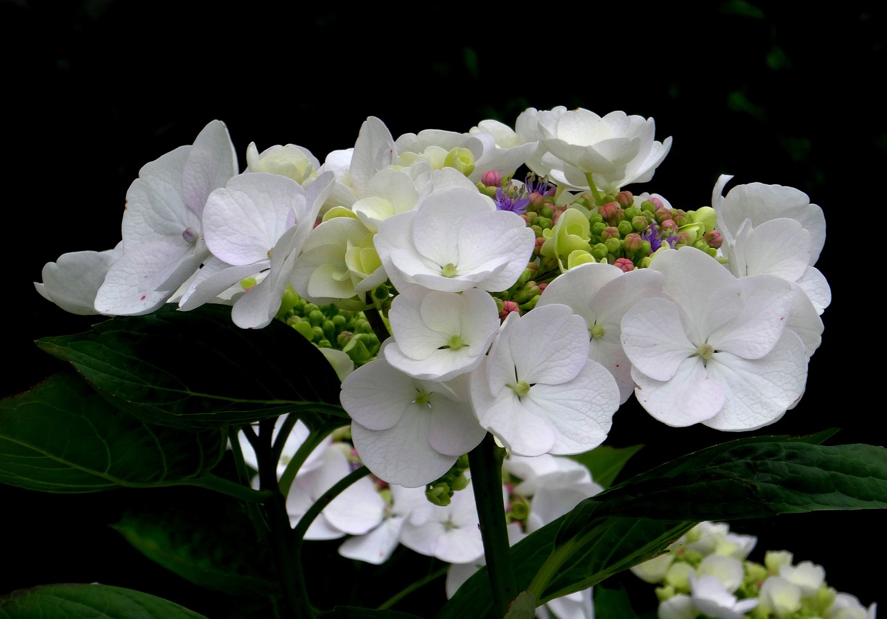 blossom bloom hydrangea free photo