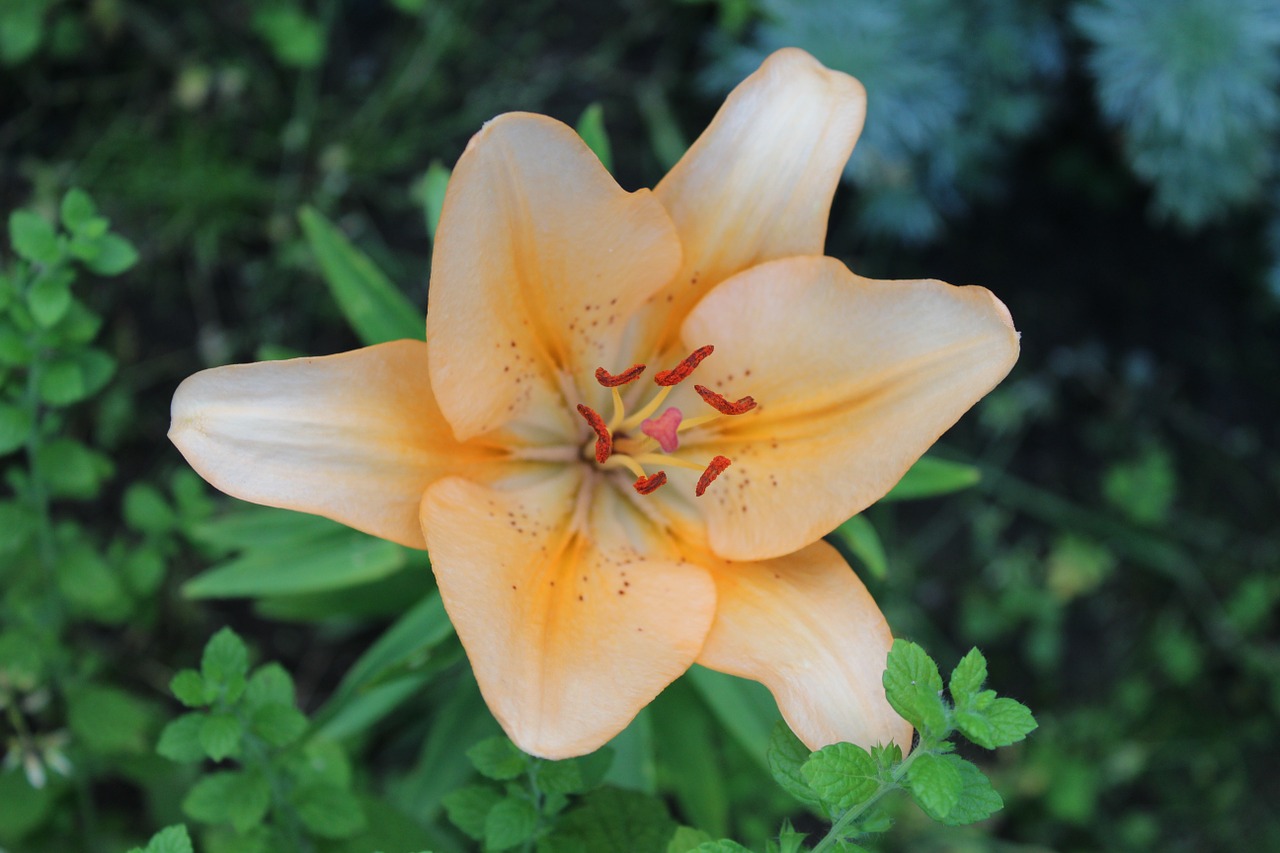 blossom bloom orange free photo