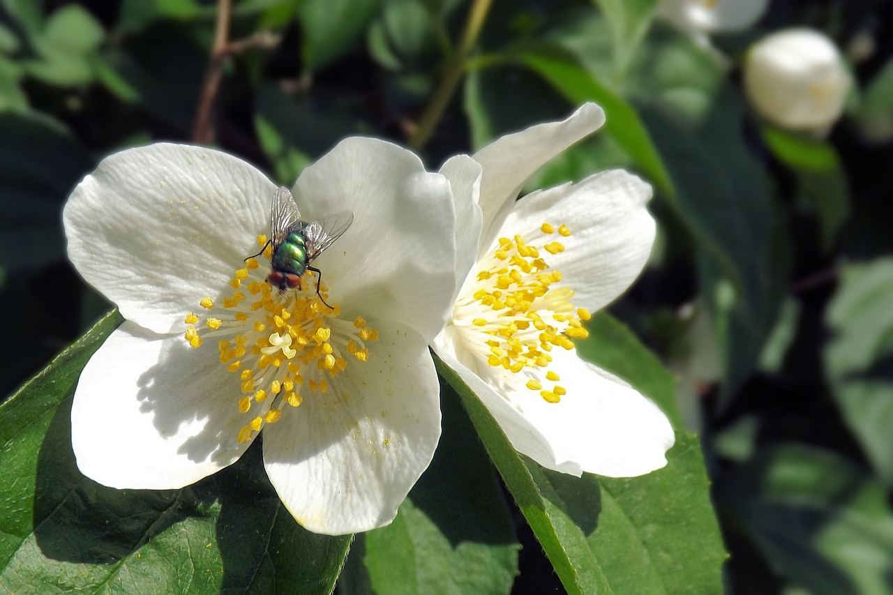 blossom insect fly free photo