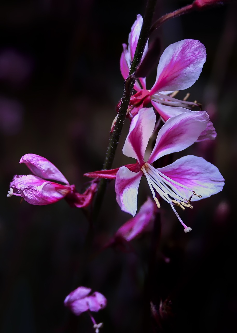 blossom bloom close free photo