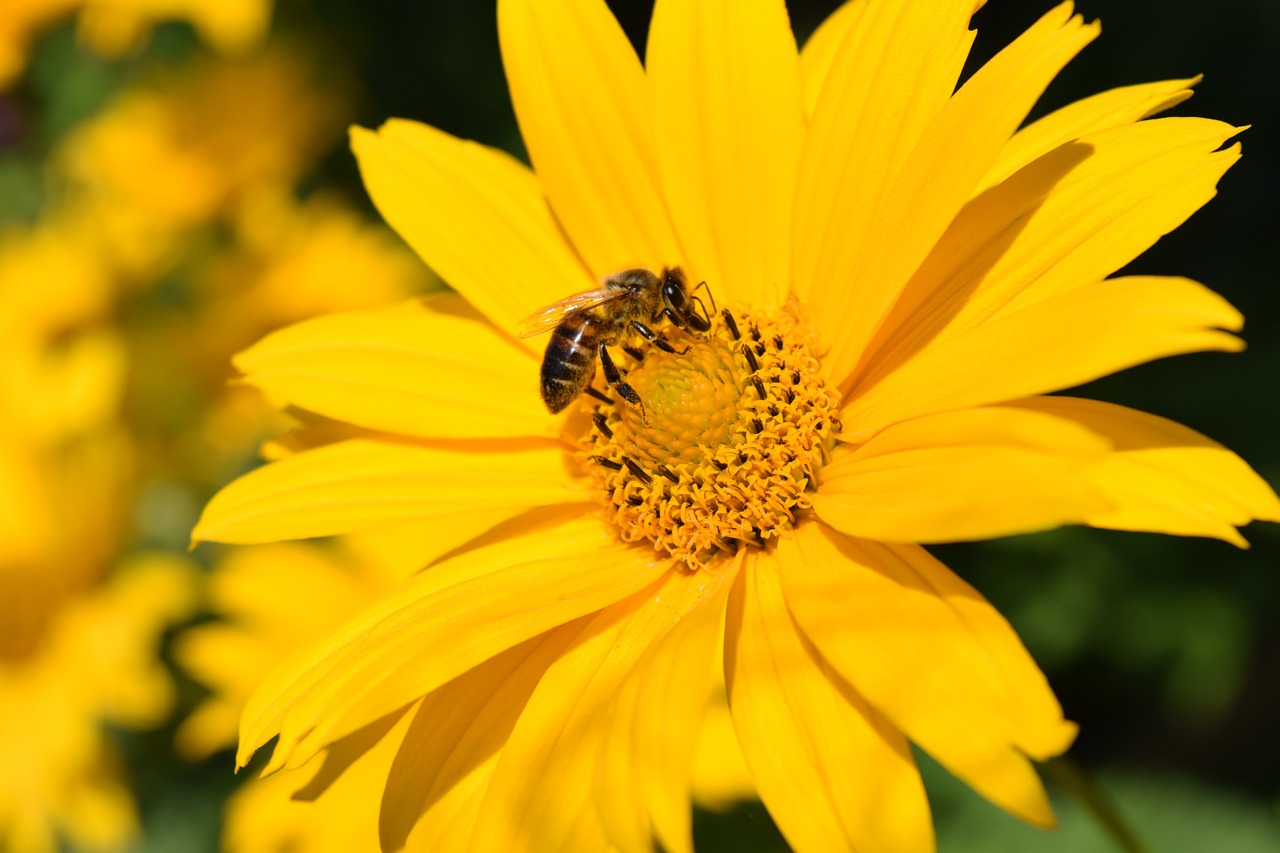 helianthus decapetalus perennial sunflower blossom free photo