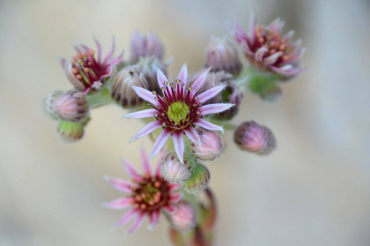 blossom bloom houseleek free photo