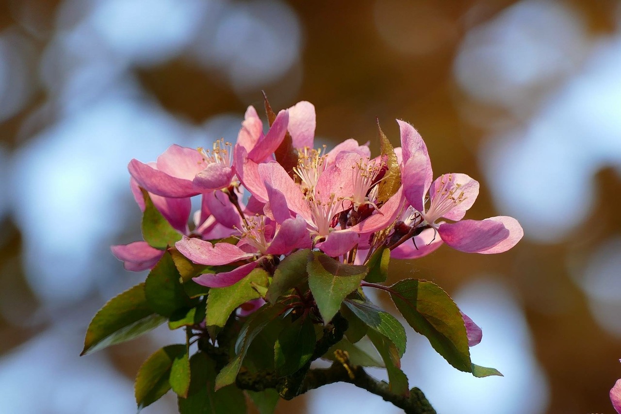blossom flower pink free photo