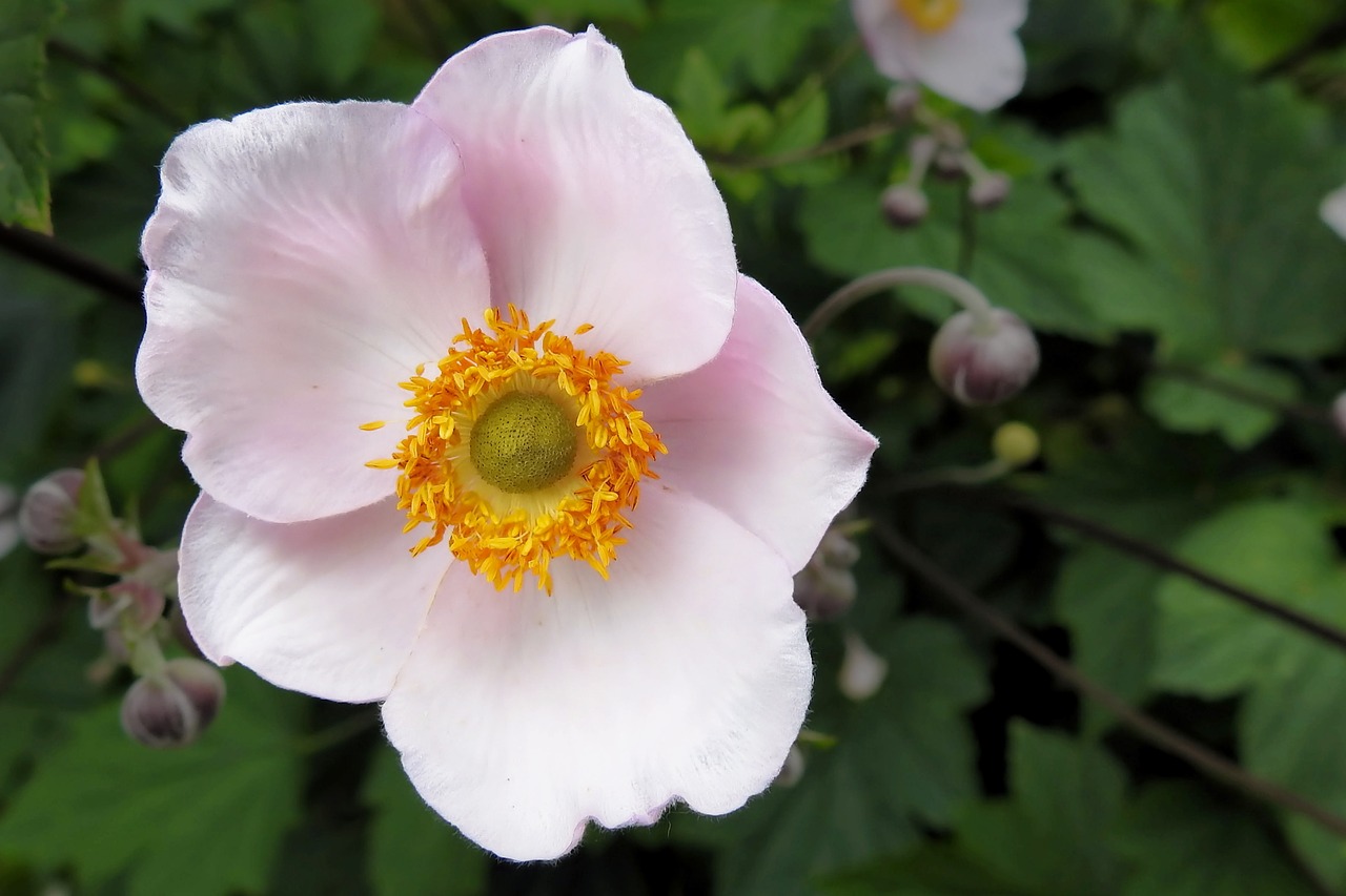 fall anemone blossom bloom free photo