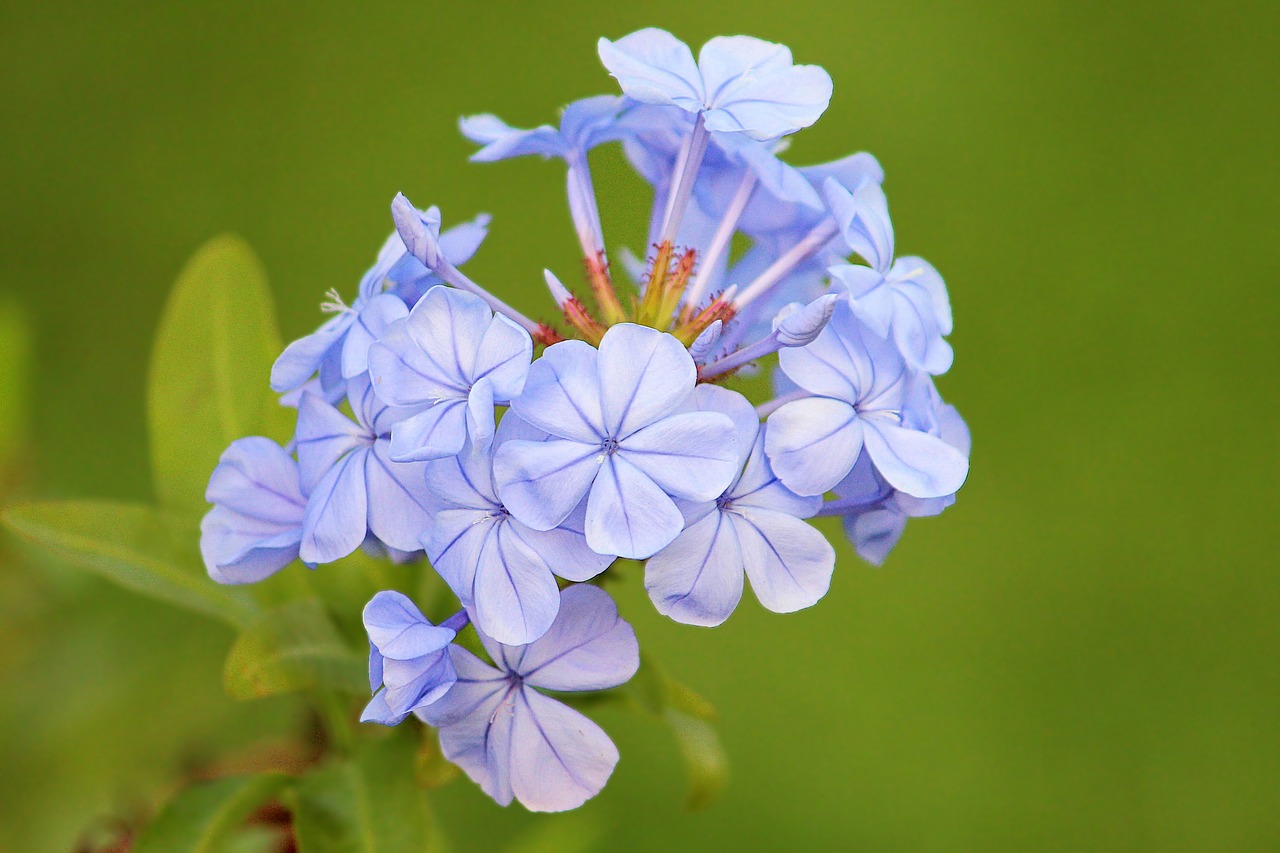 blossom bloom blue free photo