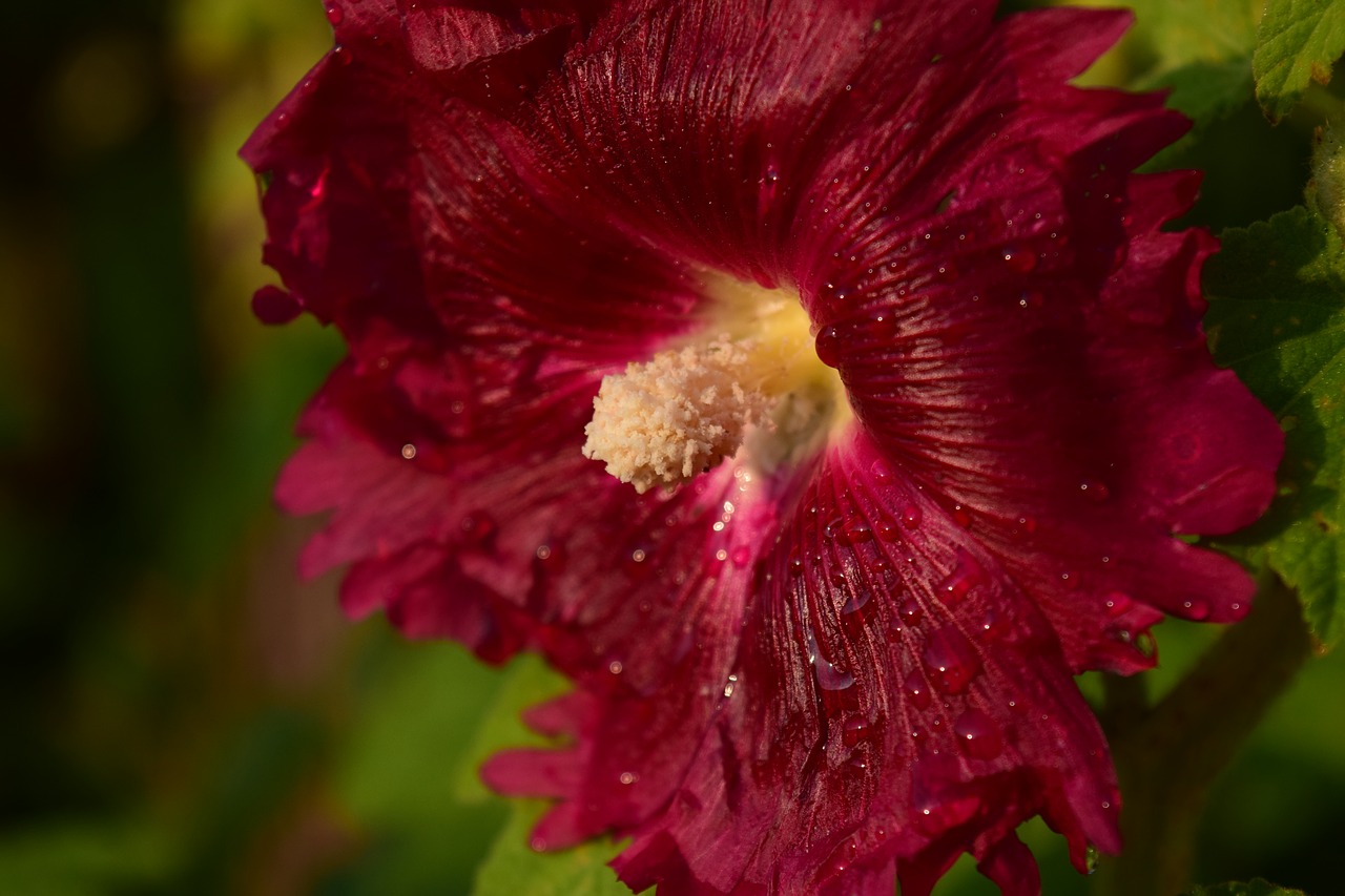 blossom bloom red free photo