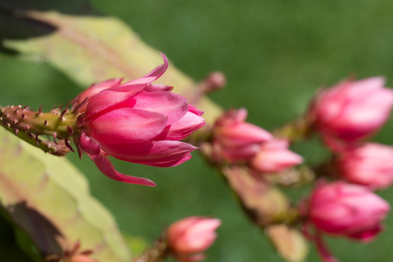 blossom bloom pink free photo