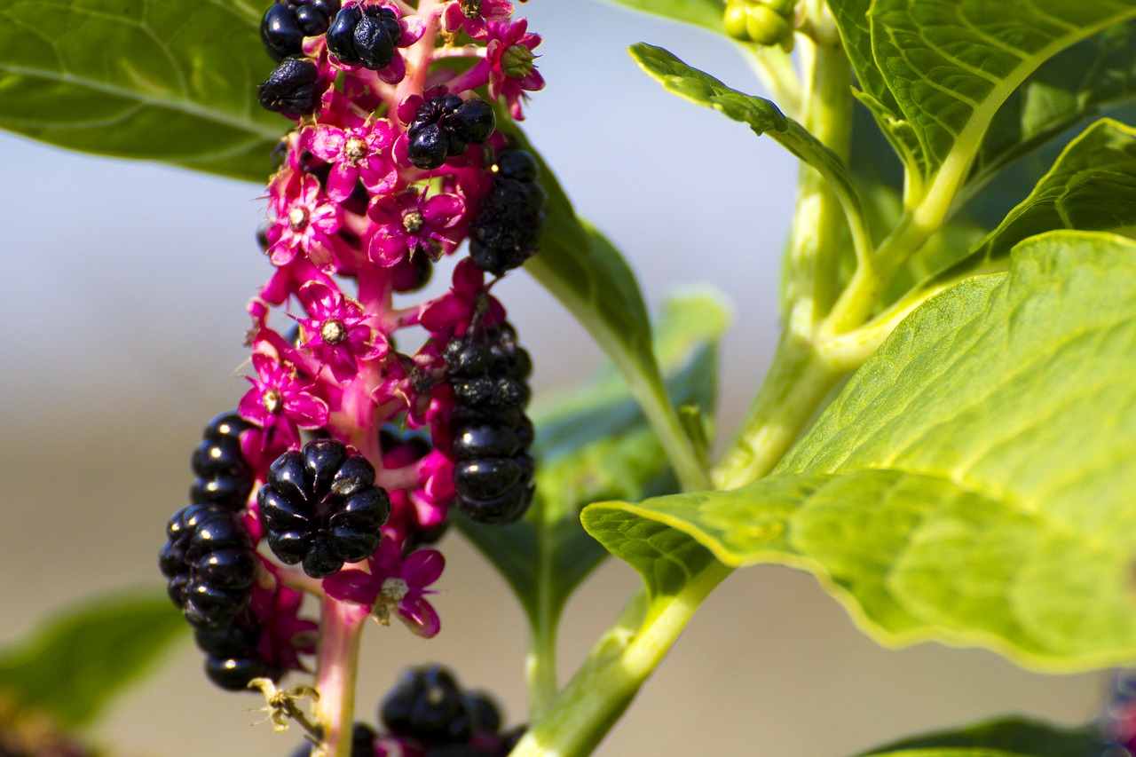 blossom bloom plant free photo