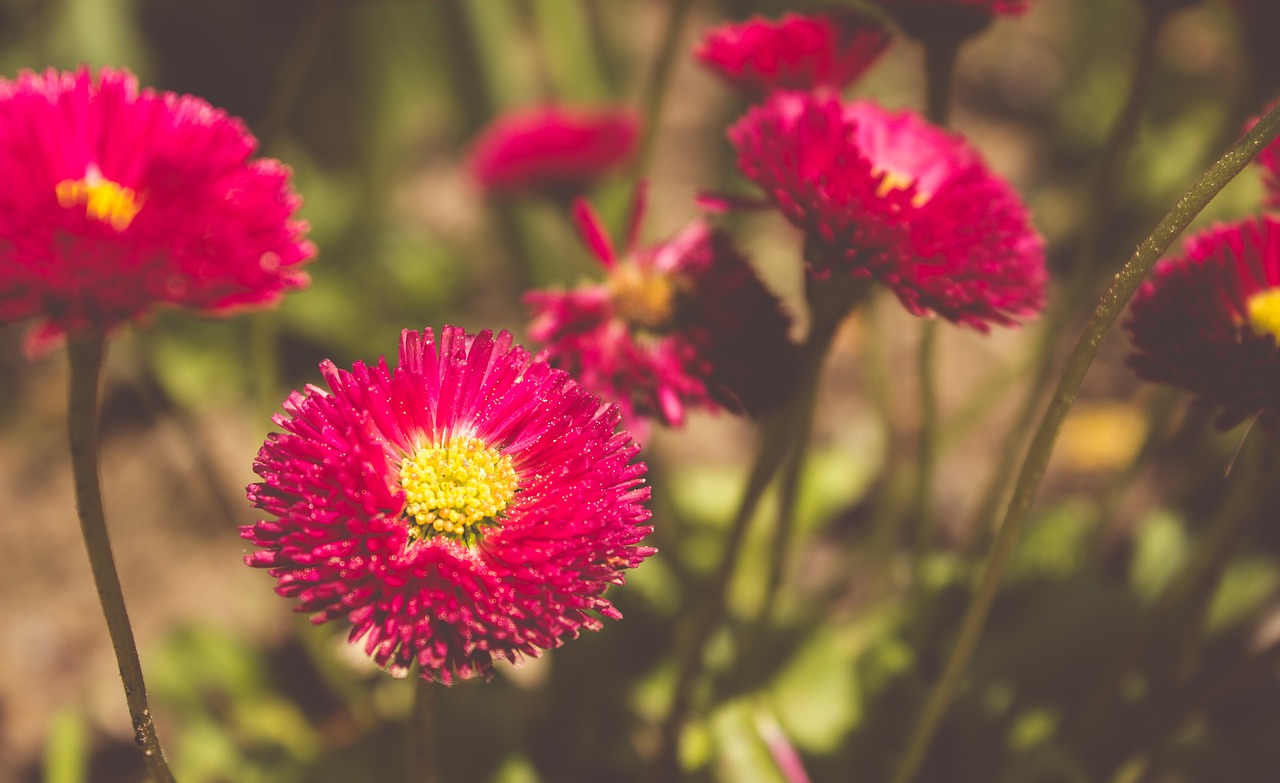 blossom bloom flower free photo