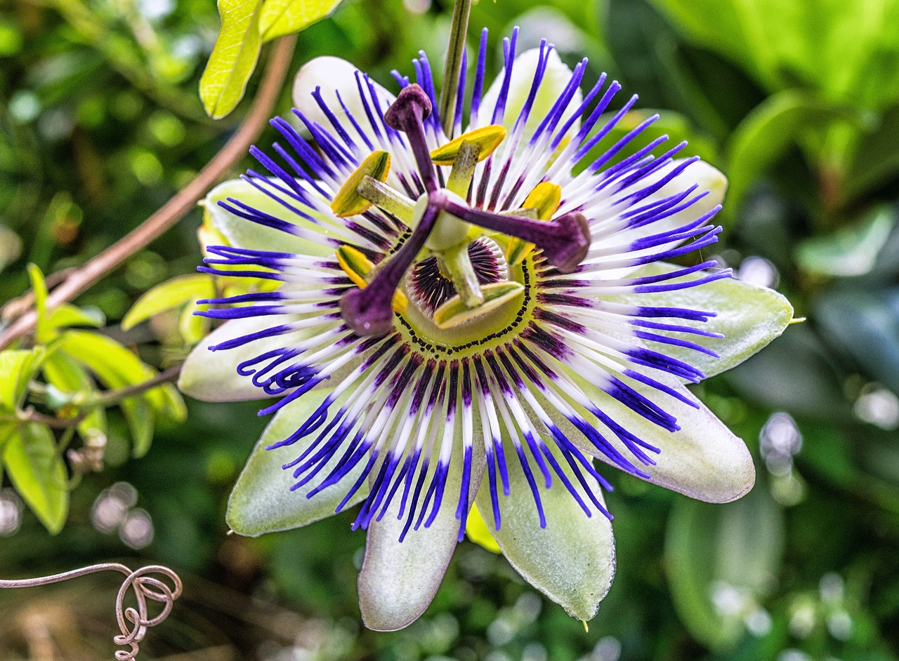 blossom bloom passion flower free photo