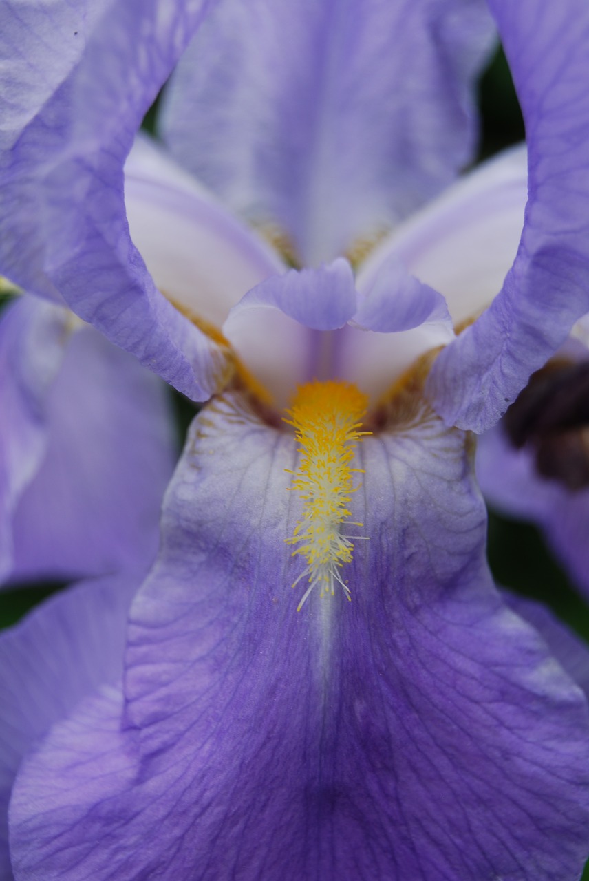 blossom bloom purple flower free photo