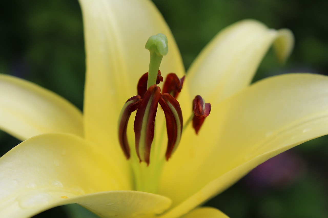 blossom bloom yellow free photo