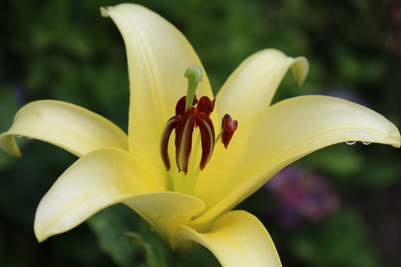 blossom bloom yellow free photo