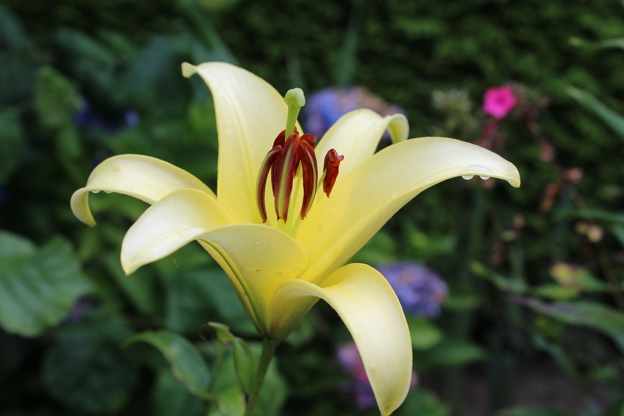 blossom bloom yellow free photo