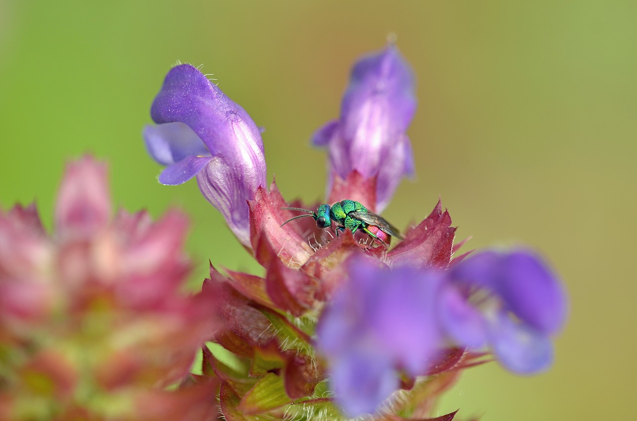 blossom bloom insect free photo