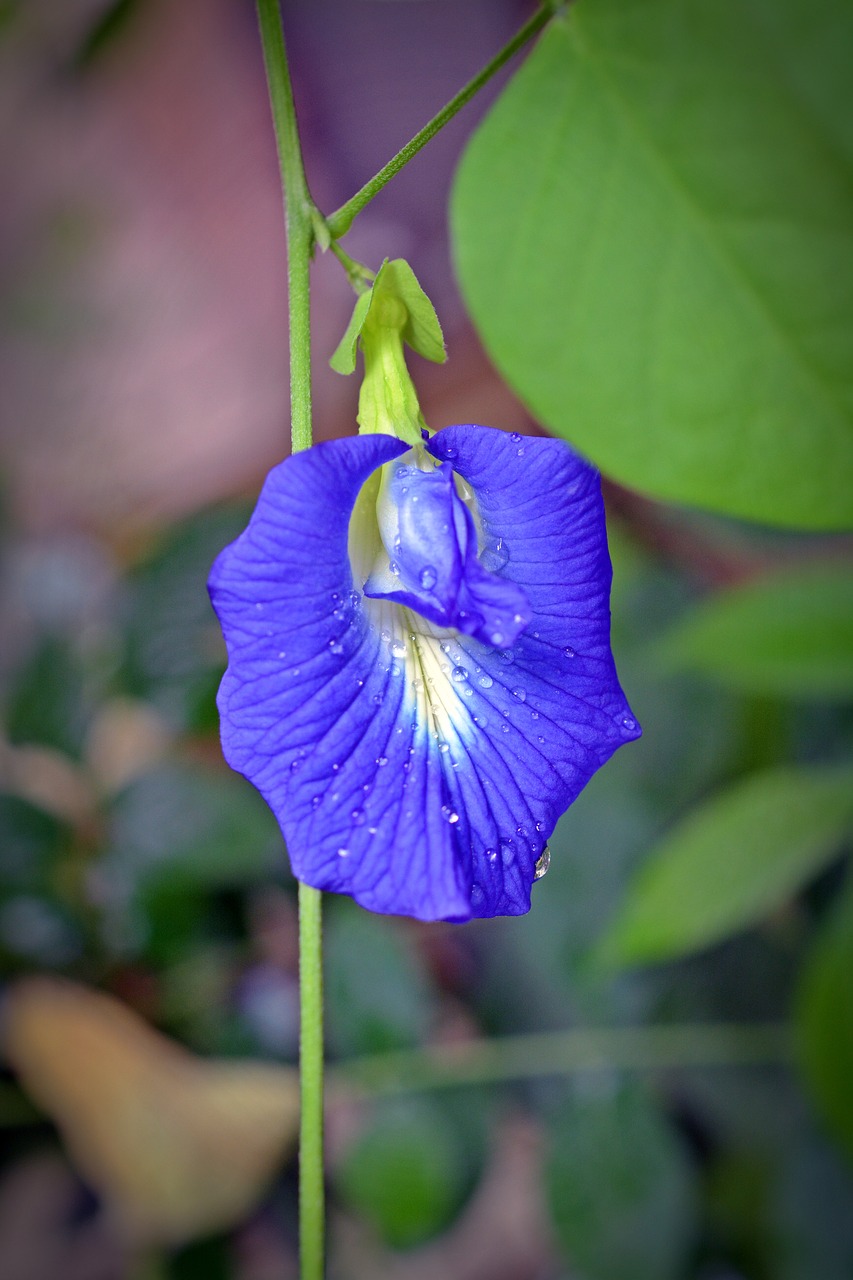 clitoria ternatea klitorie blossom free photo