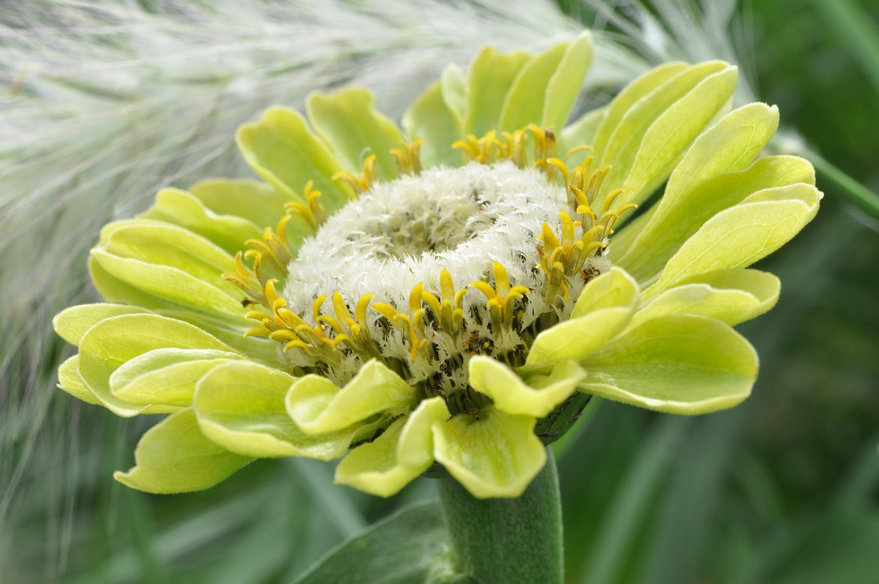 blossom bloom dahlia free photo