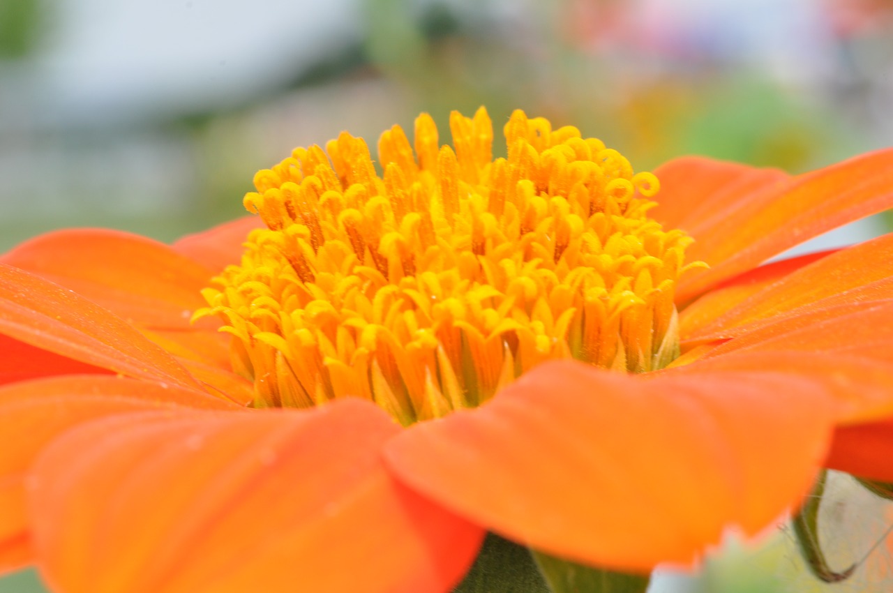 blossom bloom dahlia free photo