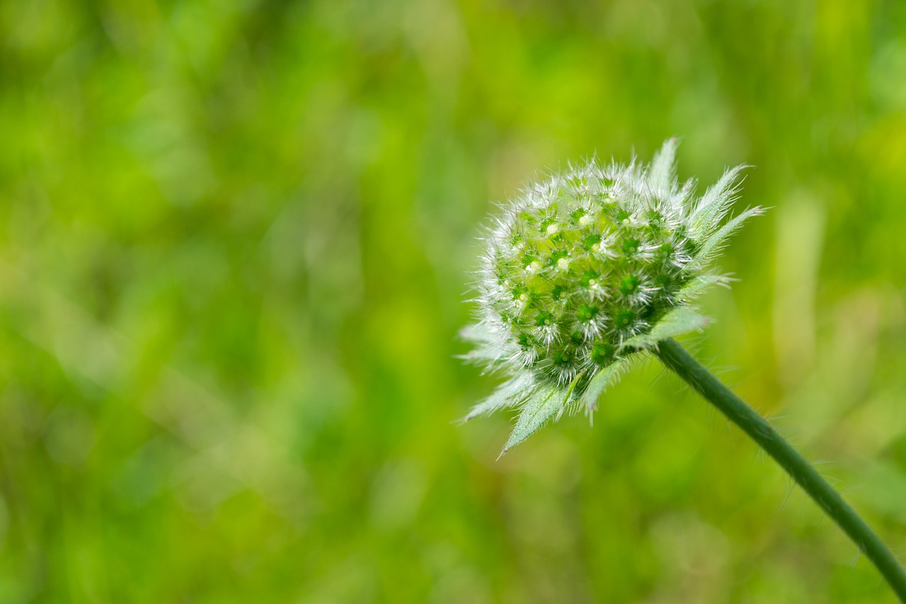 blossom bloom green free photo