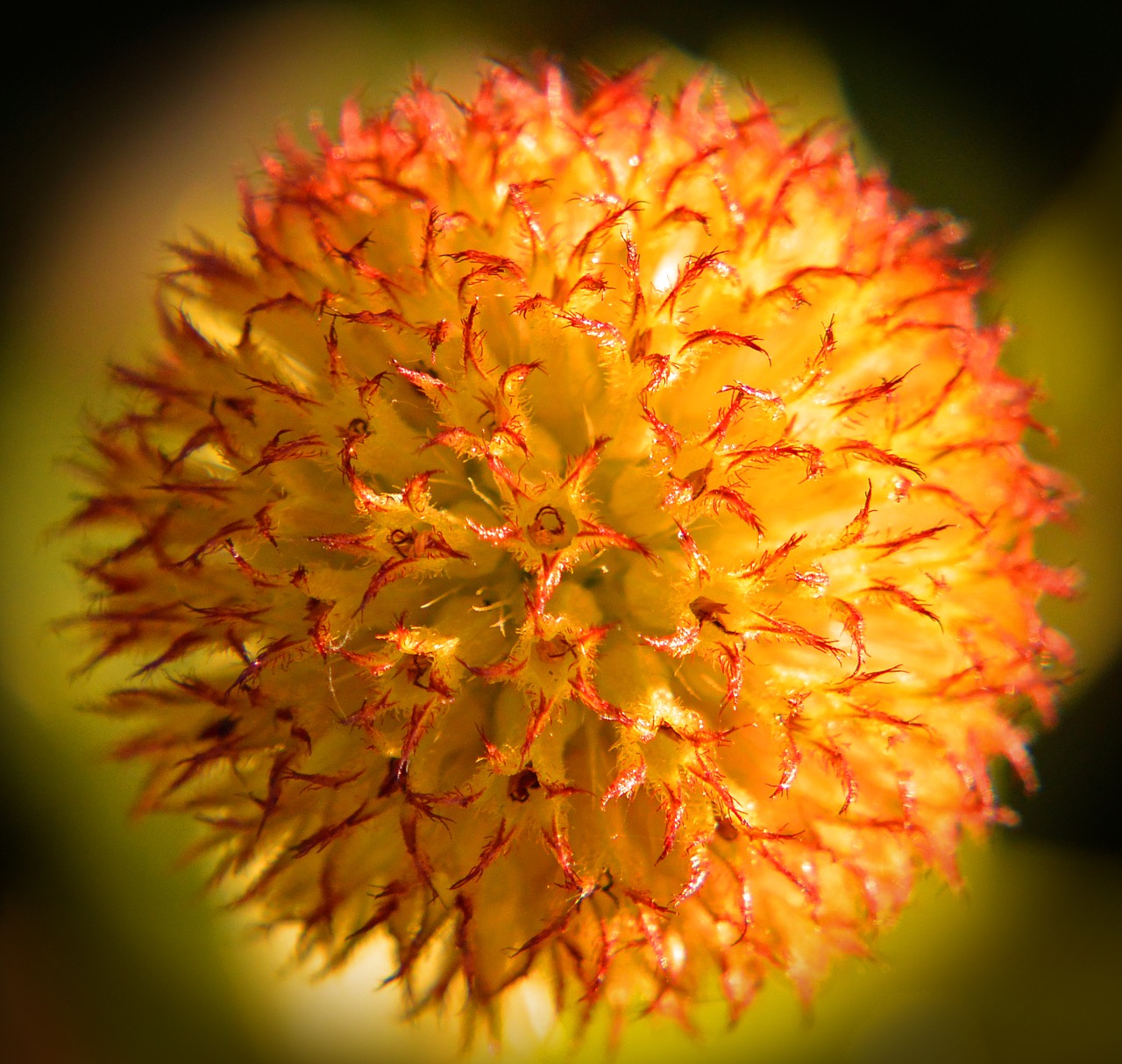 blossom bloom macro free photo