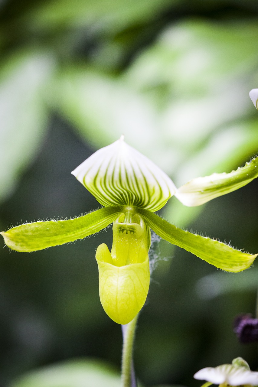 blossom bloom orchid free photo