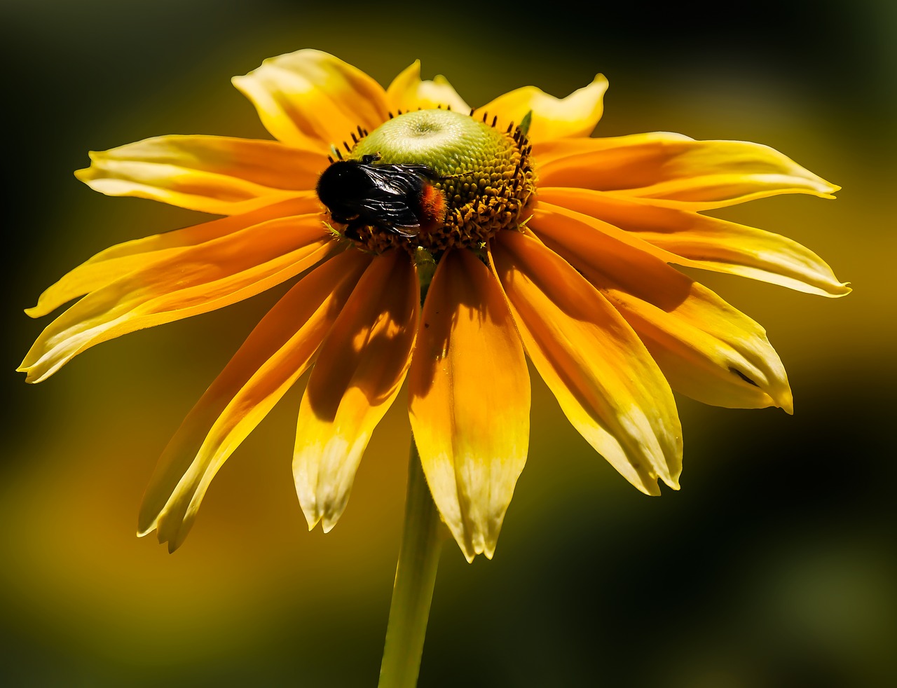 blossom bloom zinnia free photo