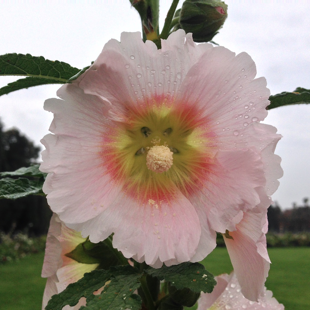 blossom bloom flower free photo