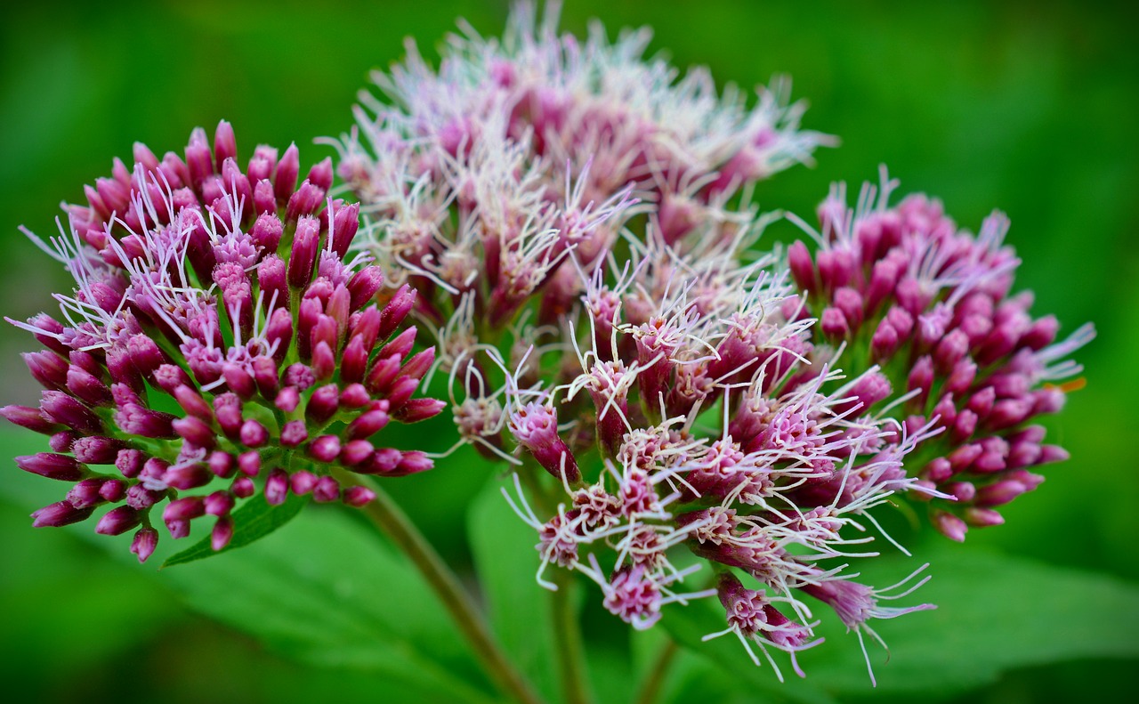 blossom bloom bush free photo