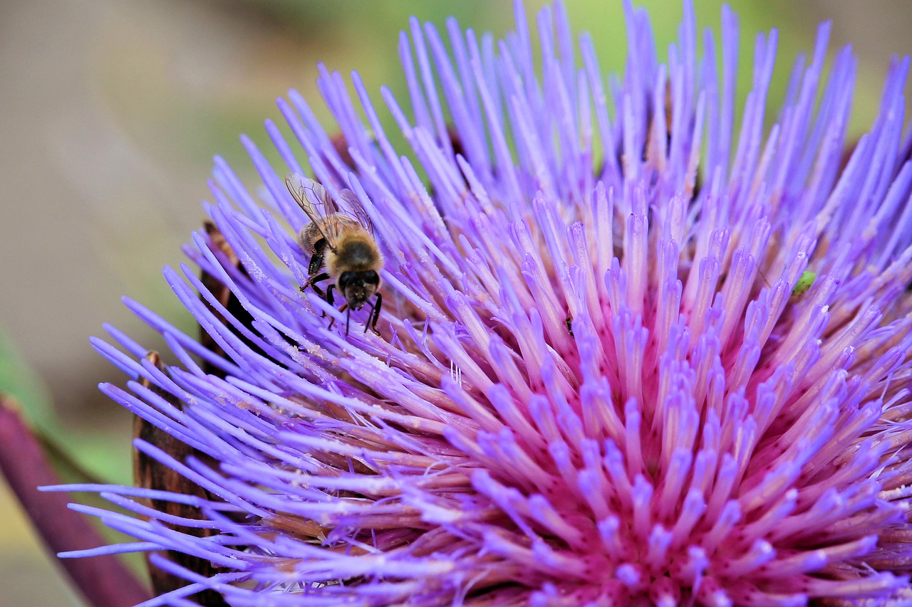 artichokenblüte insect bee free photo