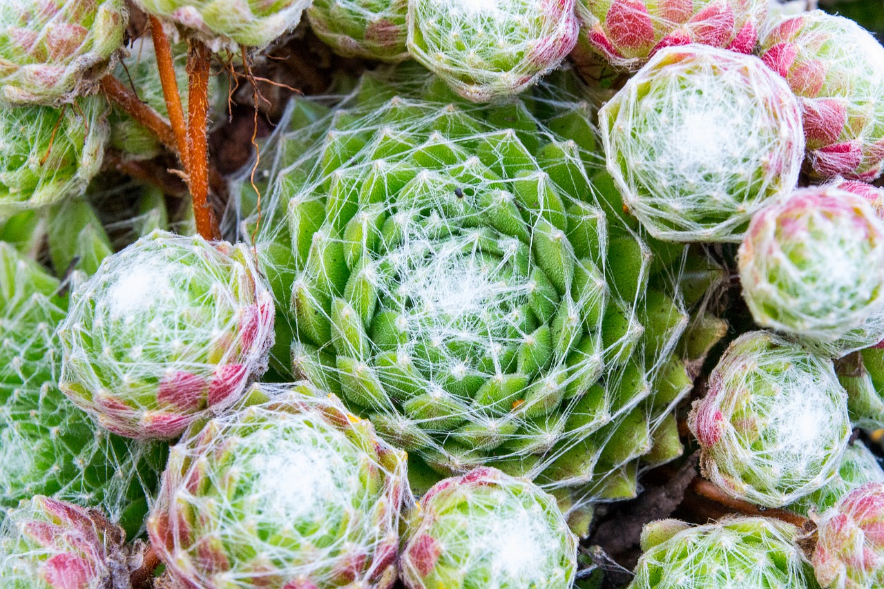 blossom bloom cactus free photo