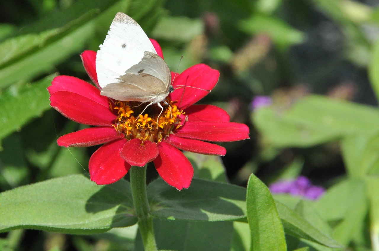 blossom bloom butterfly free photo