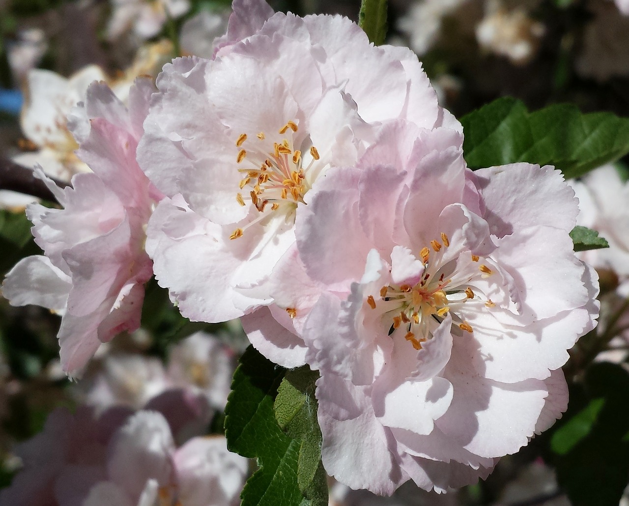 blossom pink flowers spring free photo