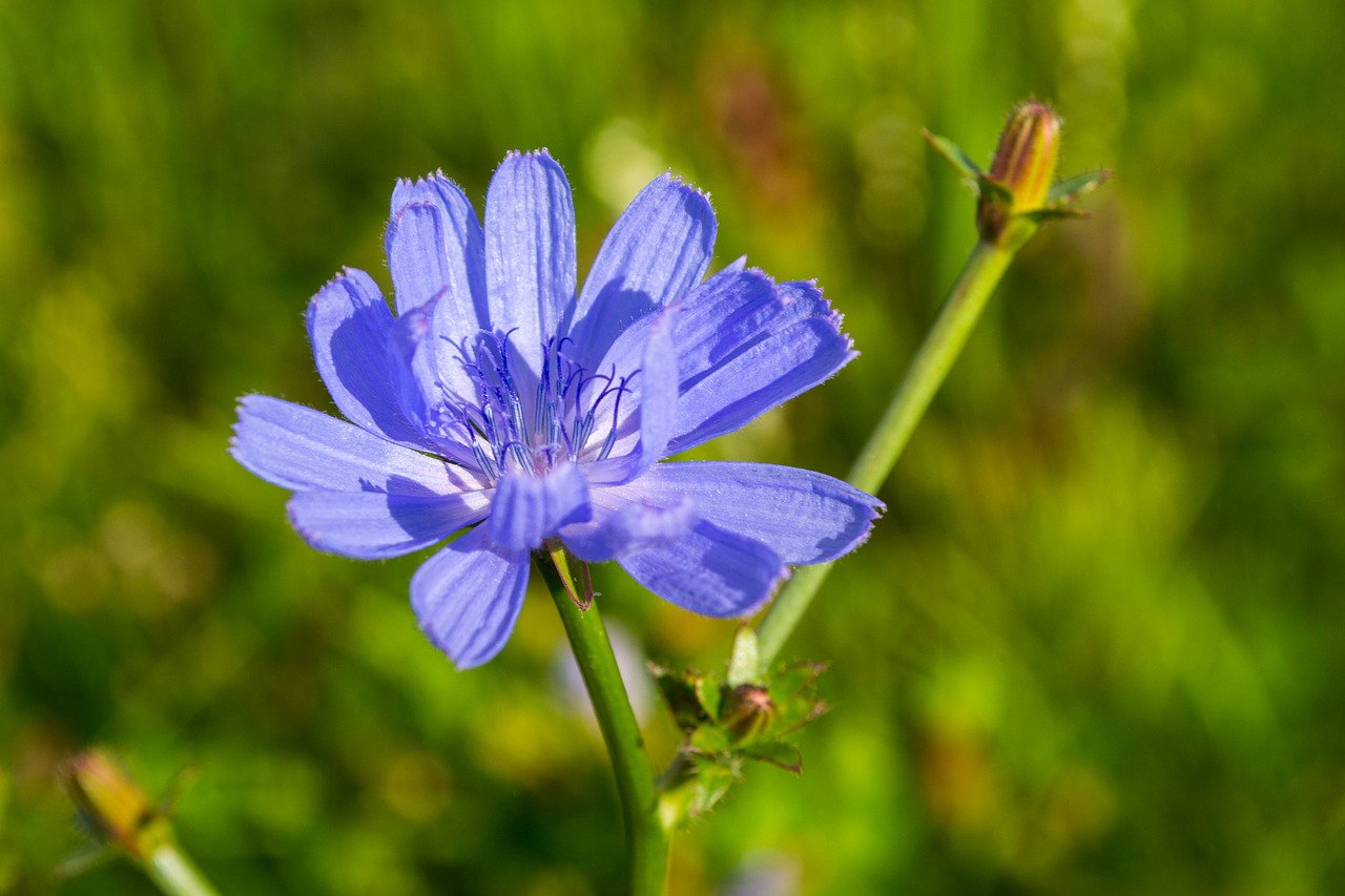 chicory flower blue free photo